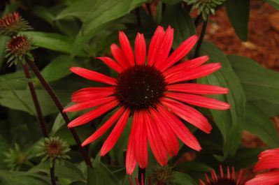 echinacea solar flare